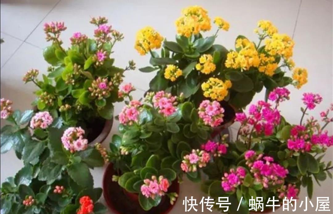 太阳花|5种耐旱花,不用经常浇水,没时间养花就养它