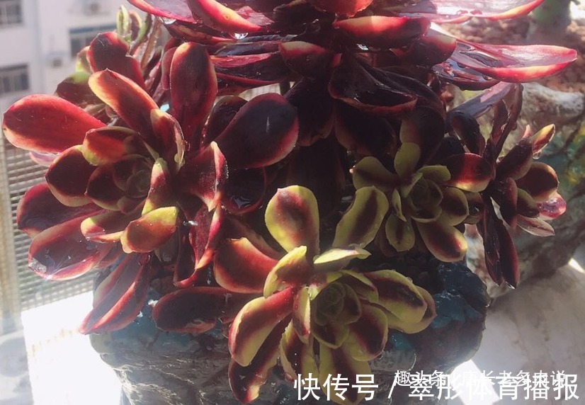 砍头苗|多肉欧佳丽法师太贵?秋天可以入手小苗,照我的方法养活没啥问题