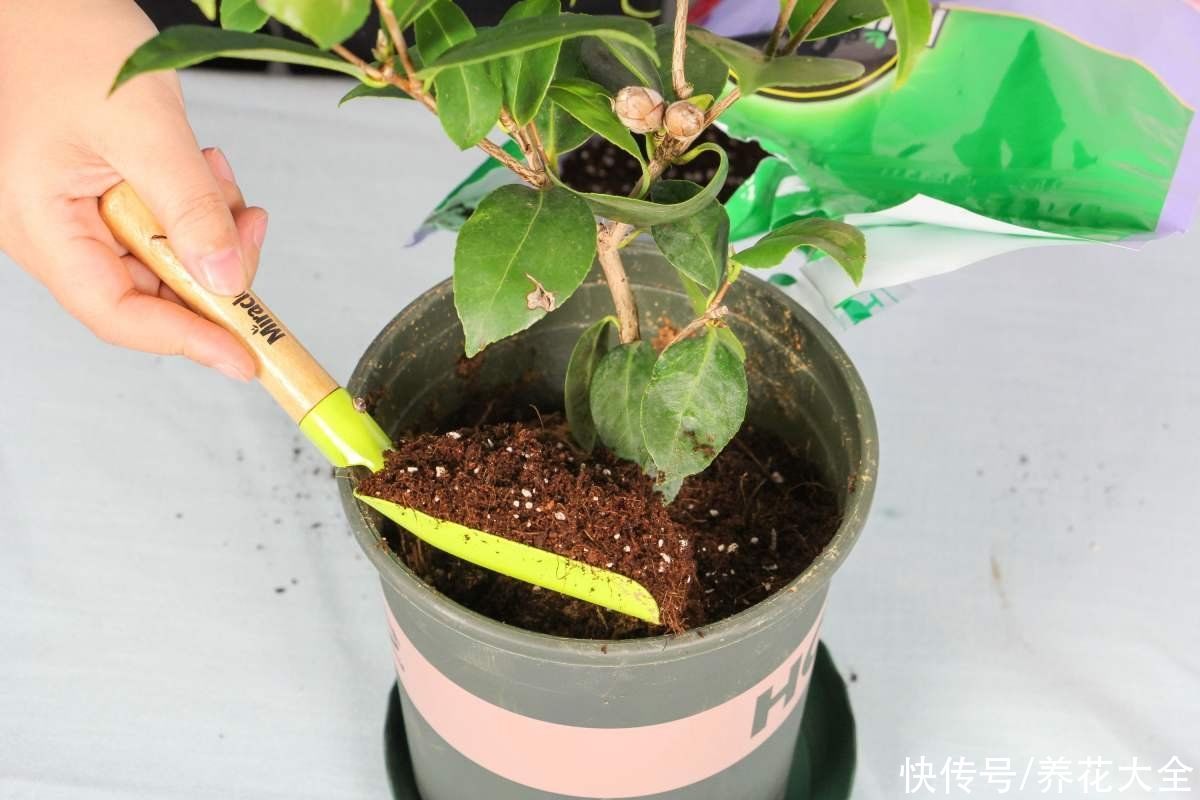 春天给植物换盆，要注意这4点，花卉才能越长越旺