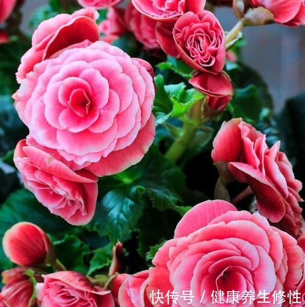 养花杀手的“臭毛病”,怪不得总是养死花,看看你占了几条!