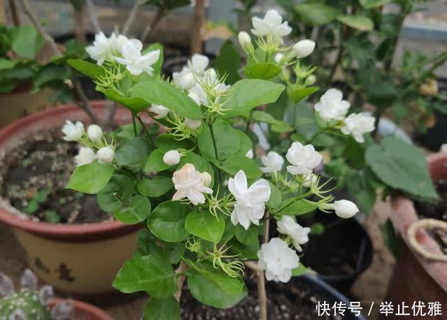 春天别光顾着施肥和浇水,8种花“见土生根”,趁着春季多繁殖