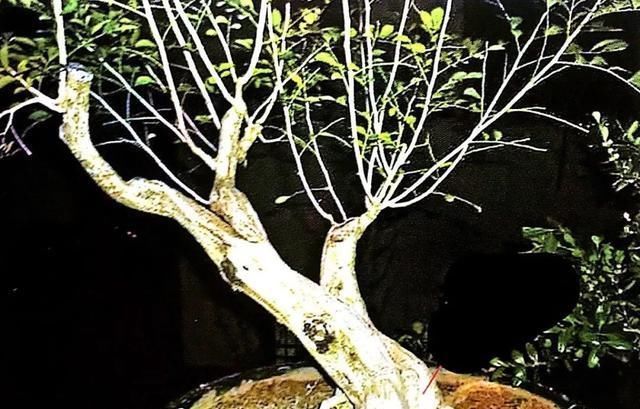 一盆九里香,阳台香飘飘,6款盆景造型玩法,哪一款受你青睐