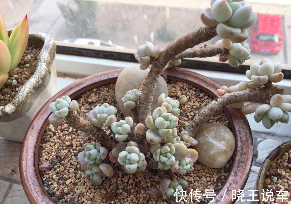 园艺新人小白可放心盆栽的多肉植物:红宝石,漂亮又好活