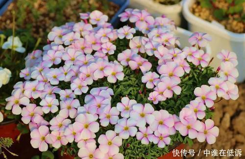 她只养一种花,花色鲜艳,开出一片花海,人人见了都夸美