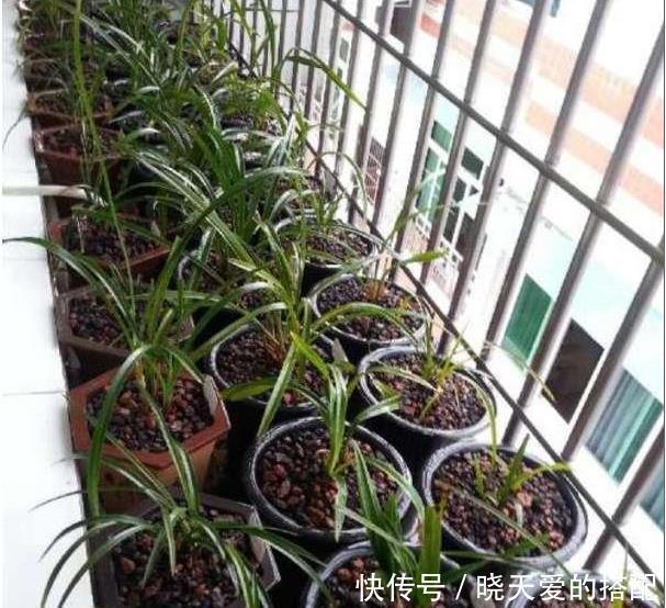 爆盆|媳妇盆栽3年的兰花,爆盆的速度太疯狂,阳台上都放不下了