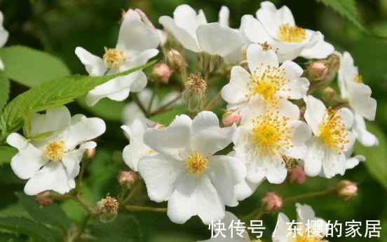 农历7月8号起 最适合养这些花 花中劳模 花香四溢飘满屋 粉紫色