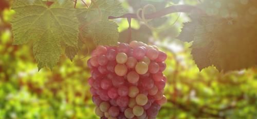 皮尔斯|低卡减脂的水果，让你边吃边瘦下来，你吃对了吗？