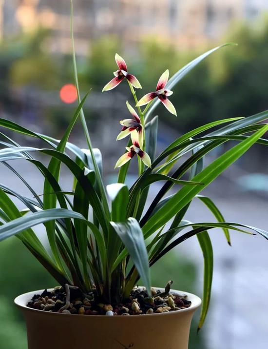 浇水|兰花浇水要区别对待,保证水质好的同时还要根据季节调整浇水量