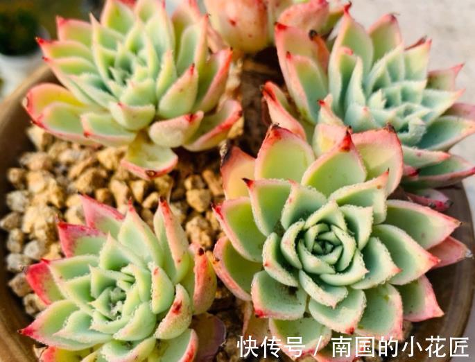 精品|8种莲花座多肉,每一种都是精品,看一眼就入坑了,你养过几种?
