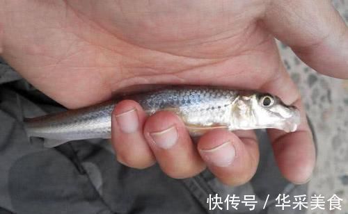 鱼种|长江中渐渐消失的鱼种,浑身棍子肉,俗称“船丁子”