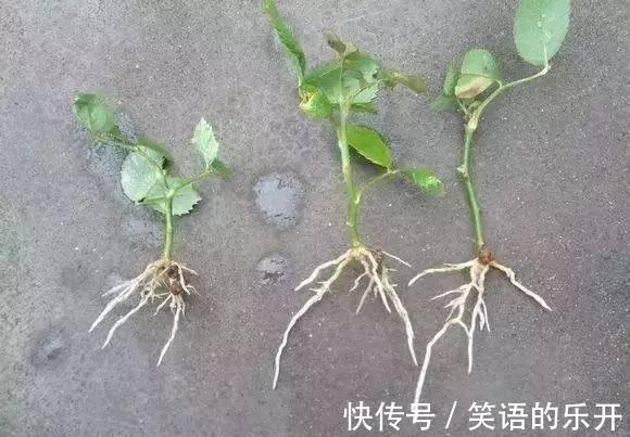 月季扦插管理方法