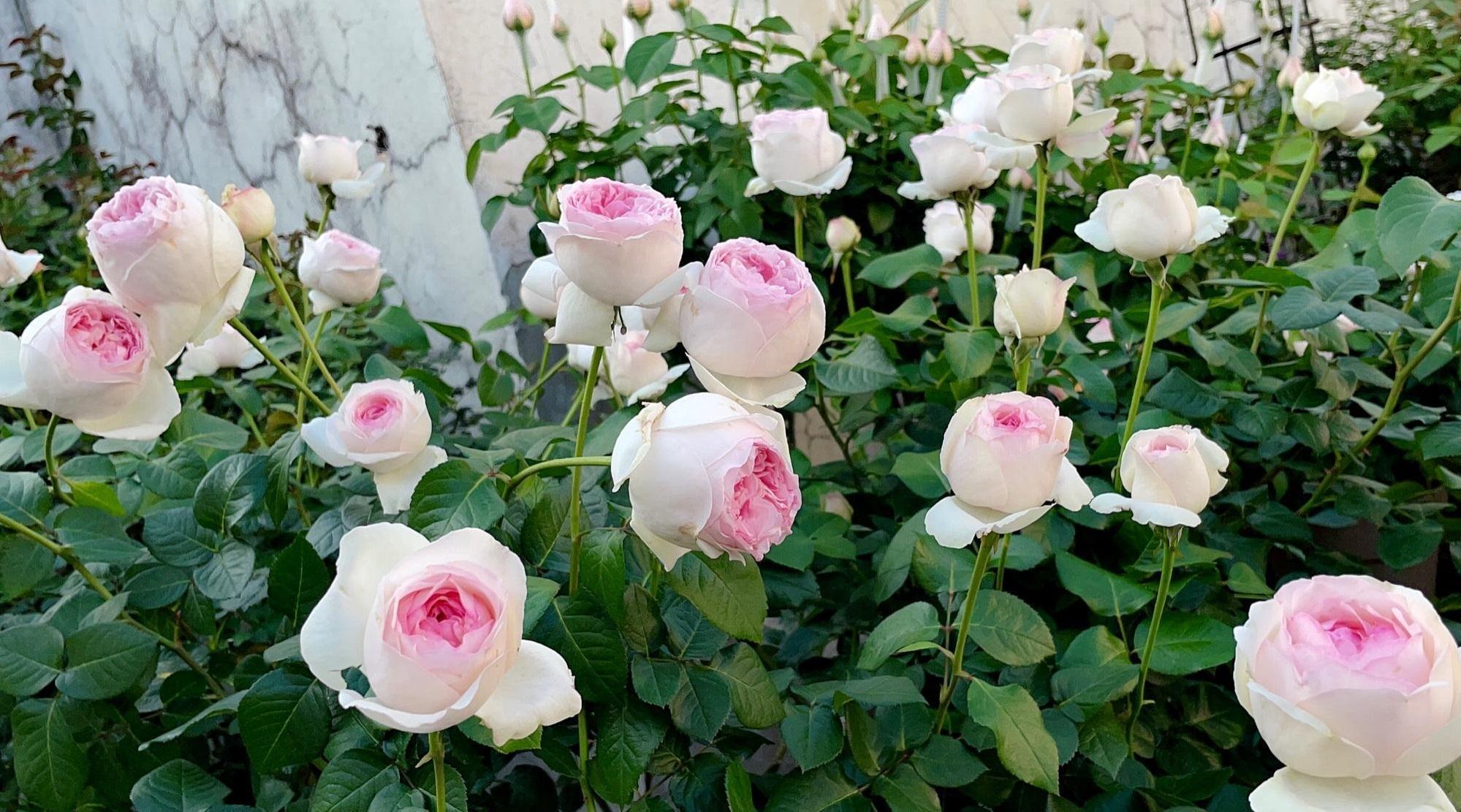 伊芙乙女心,月季界的仙女,又美又仙,浓香四溢,四季花开