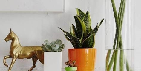 6种室内必不可少的盆栽绿植,不仅好看,还能净化空气!