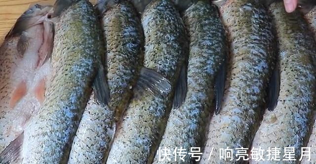 腌腊鱼,只用盐是错的,教你正确做法,腊鱼鲜嫩紧实,没有腥味!