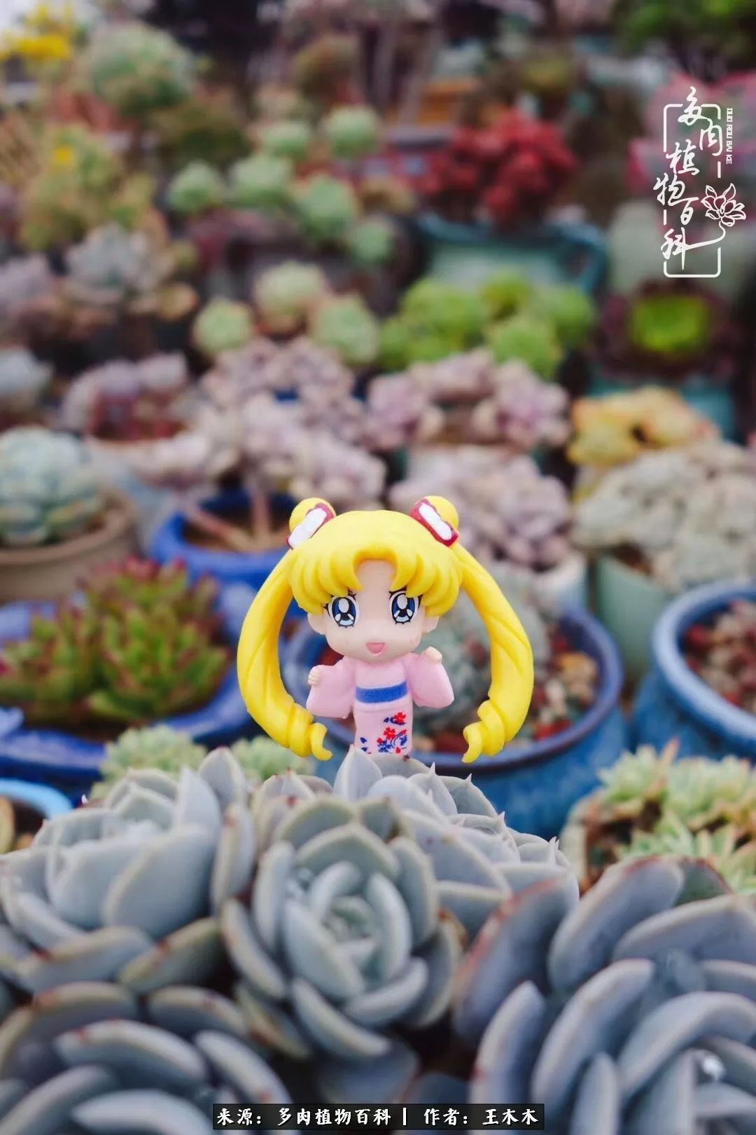 爱上多肉的第三个年头回看励志对比图,感悟岁月静好!