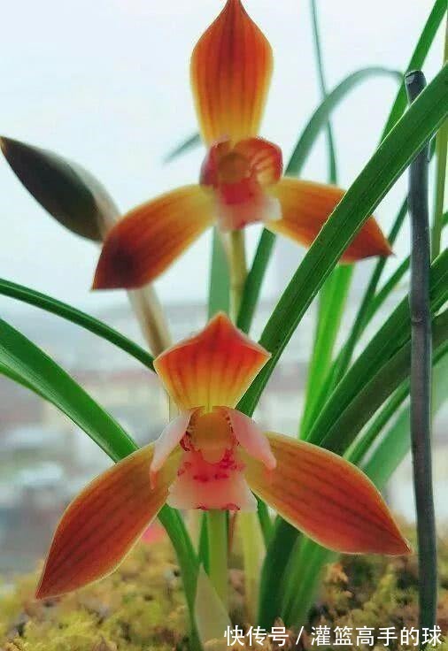 云南下山的这棵不起眼的兰草，后来成了“红素之首”，一起来看看！