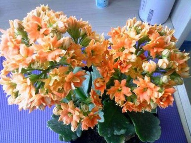 4种花随手放土里就能活,浇点水,7天就长根,坐等爆盆!