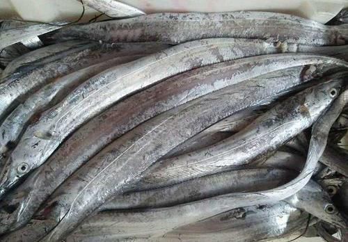 买带鱼时,别光看大小,学会3买3不买,轻松挑到优质好带鱼