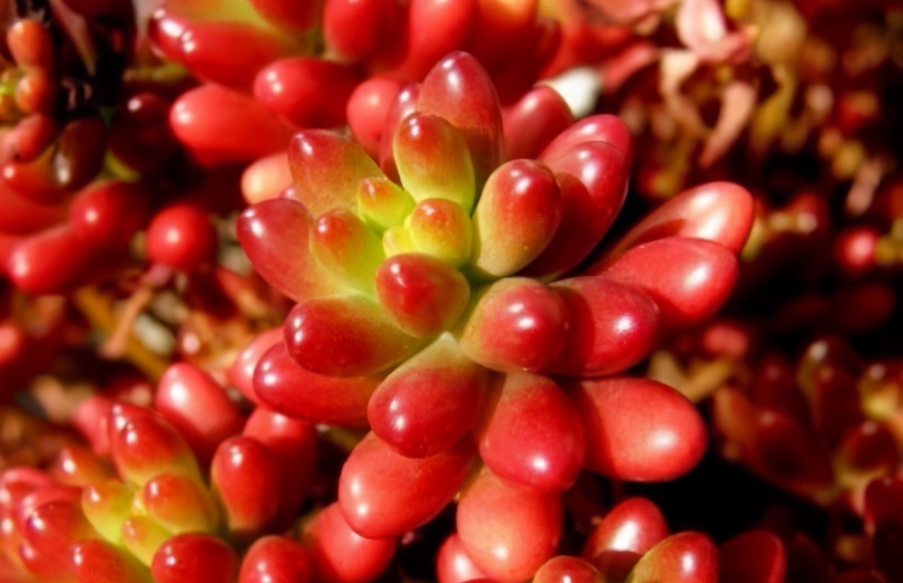 多肉植物耳坠草,想要绿叶变红,牢记4点,不用一个月就上色