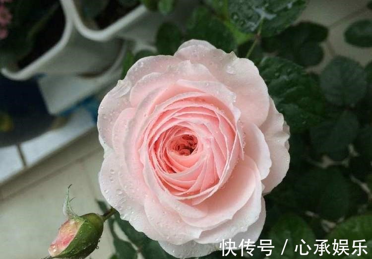 花型|最值得入手的爬墙植物,四季开花不断,漂亮又好养,赏花又闻香