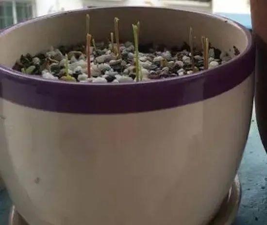 玉米棒子插盆里,7天冒出小森林,比绿萝吊兰好看