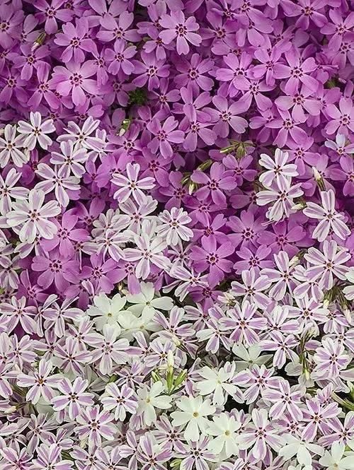 10种出彩的庭院地被花儿，最适合的才是最好的