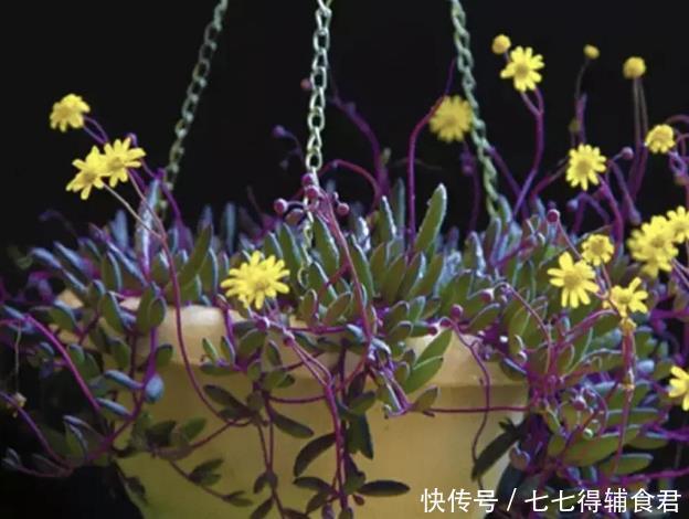 生长快速的9种多肉,春天就养这些肉肉了,一年半载就能养爆盆