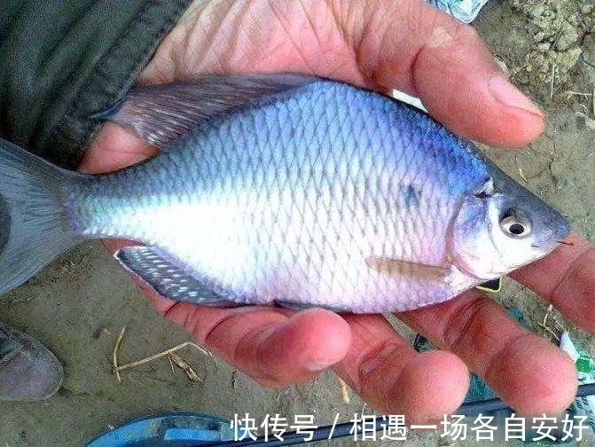 用袖钩钓鱼总跑鱼不了解袖钩的用途，鱼口再好也难入篓