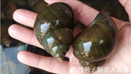 安徽男子一不小心实现大鱼梦，去鳞用锄头鱼石烟盒大，网友：放生