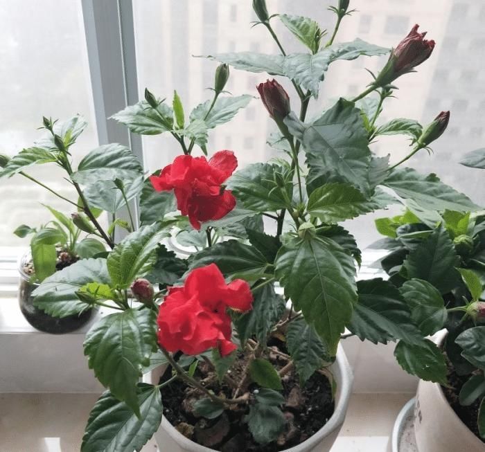 这些花最爱掉花苞,千万少浇水,越浇越不开花早看早知道