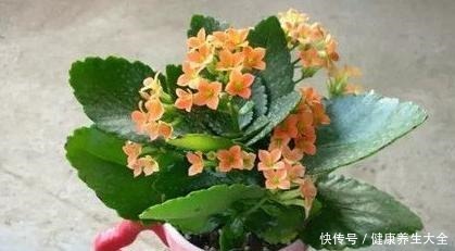 家庭养花选谁合适首选4种花,好看又好养,花期长、开花数量多!