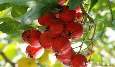 胎儿|孕妈在孕期做这3件事，可能会引起胎儿“脐带绕颈”，孕妈别大意