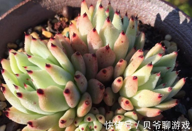 爪系多肉啥品种养的人最多?当然是绿爪!别说你没养,骗人可不好