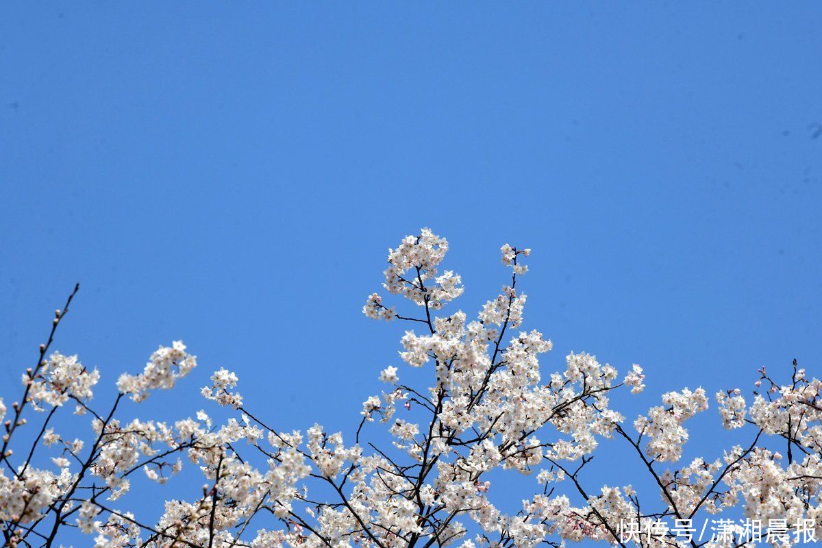 独天下而春的梅花，首秀新春的樱花 这个周末值得踏青游园