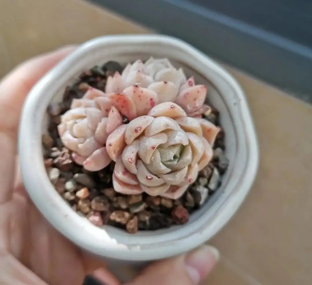 橙梦露|自从养了这8种多肉,我就没出过门,太“毒”了