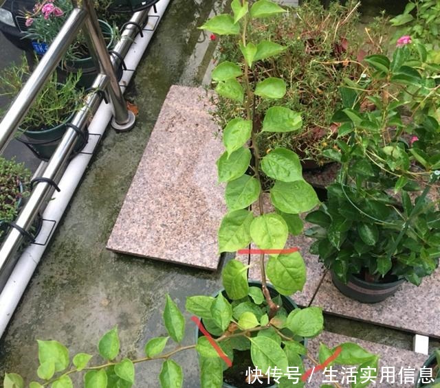 特欠剪的花,越剪越好看,花开不断!特欠剪的花,越剪越好看,花开不断!