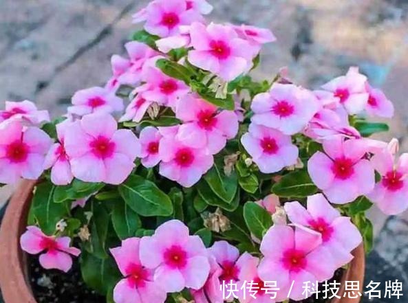 养花别再买多菌灵了,用它来代替,植株生根快,还能省下不少钱