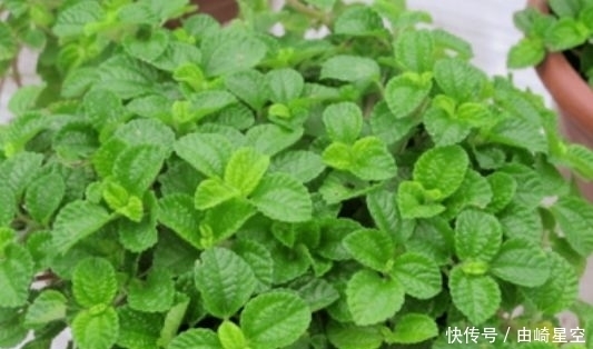 4种花吸甲醛很厉害,养上几盆,室内甲醛没了,生活更舒适!