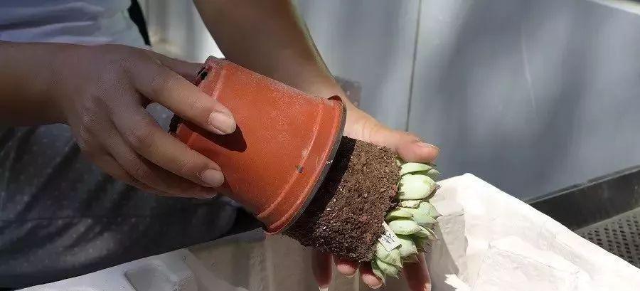 多肉修剪技巧，剪1根长1盆，再也不用在外面买了，划算