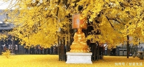 古观音寺|李世民当年亲手栽下的一棵树，如今1400过去了，惊艳了全世界