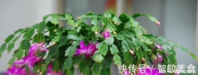 花卉|家里养花，就选这几种，一年四季不用管，给点阳光就开花