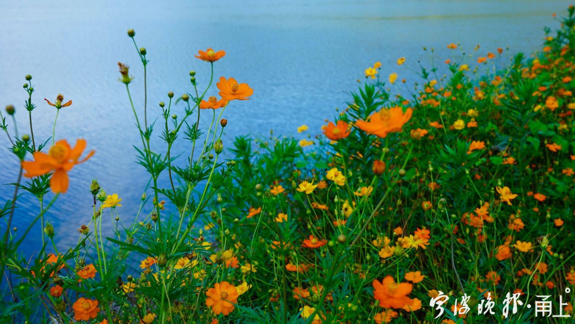 宁波|粗犷荒地“变身”精致花海！到宁波这里赏花“送”稀缺湖景