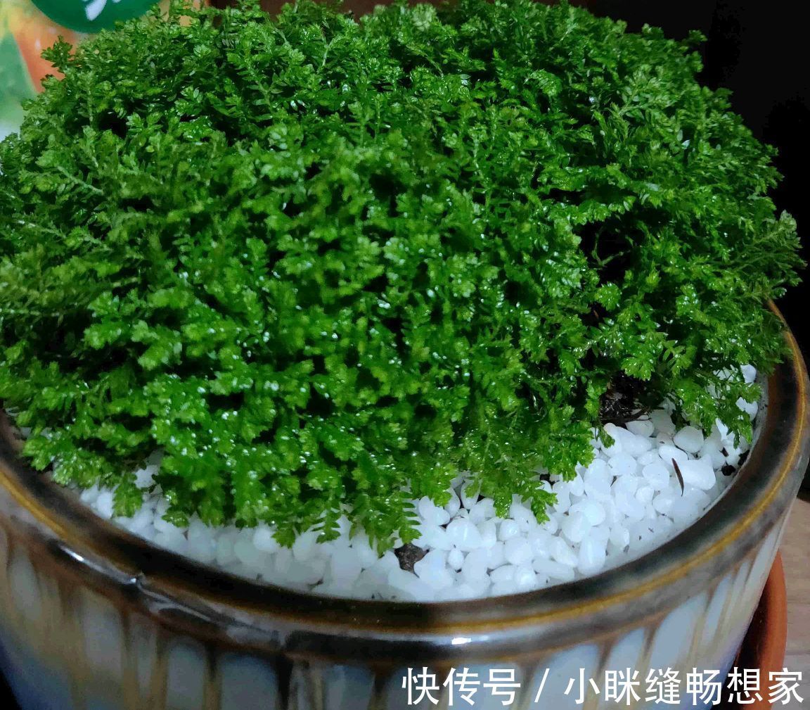 养烦了绿萝吊兰何不养一盆翠云草，喷喷水就能爆盆成瀑布