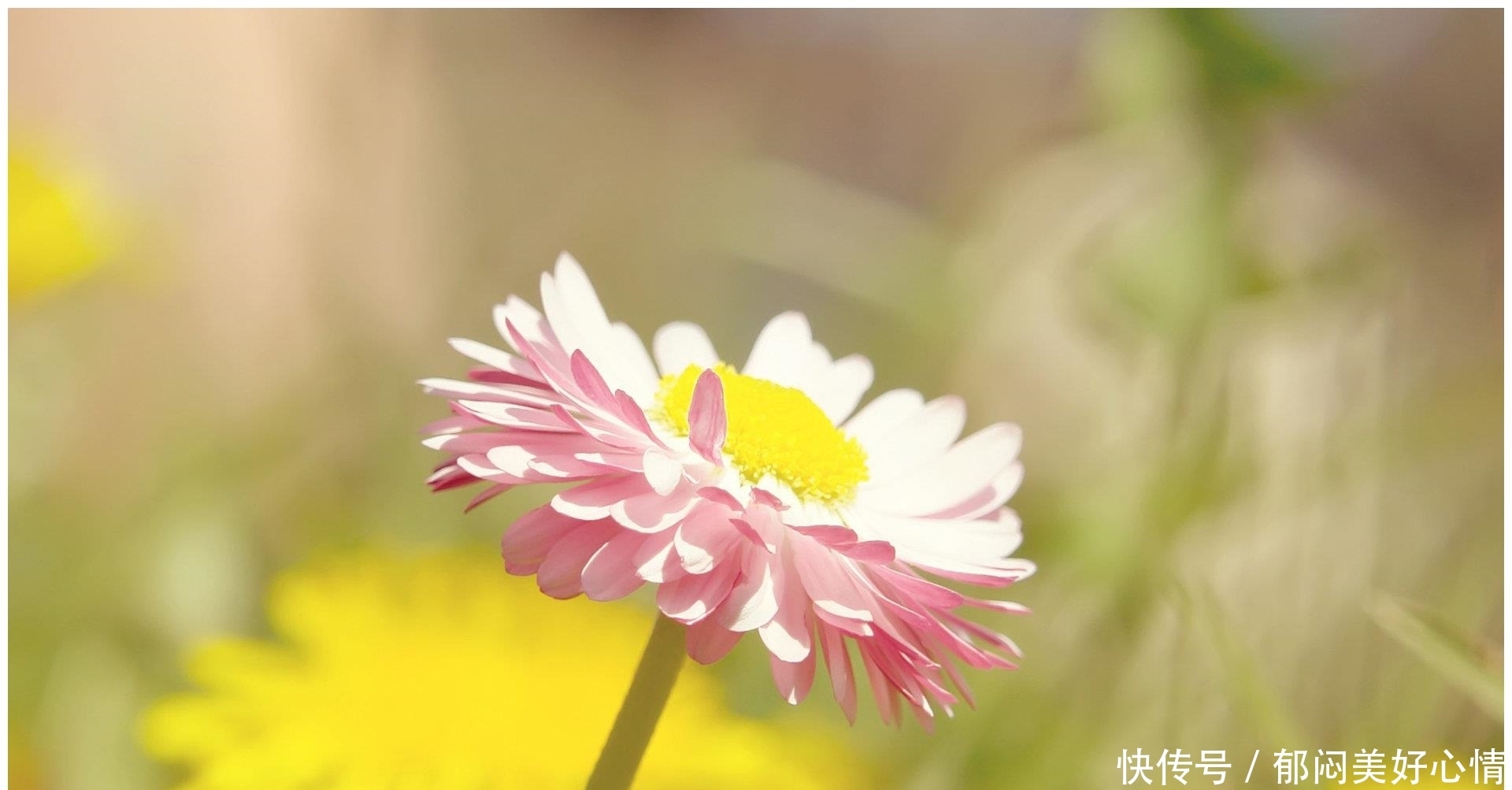 金牛女追求稳重成熟