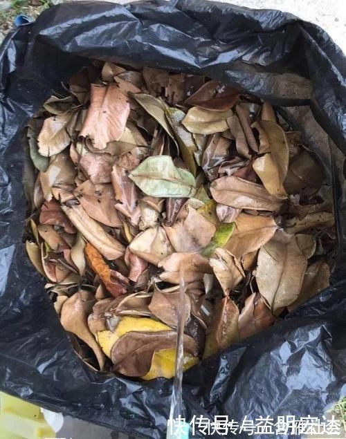 土壤|养花土里掺点它,碱性变酸性,花卉叶子呼呼长!