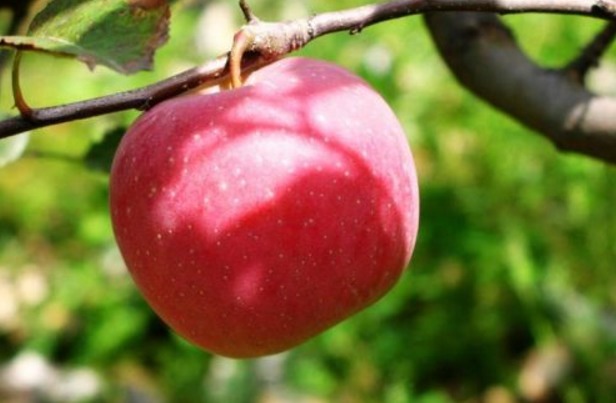 常吃|常吃苹果好处多多，医生说，知道禁忌很重要，现在知道还不晚！