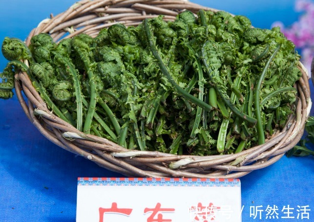 鱼腥草|66种野菜大图片，带你见识不同的野菜和吃法，你想要的野菜这里有