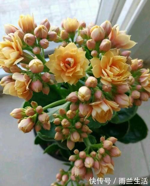 猪耳朵|蟹爪兰长寿花,开完花,埋点料,叶片肥厚像猪耳朵,花开成棒棒糖