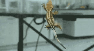 腰椎|像动物一样爬行改善调理脊椎