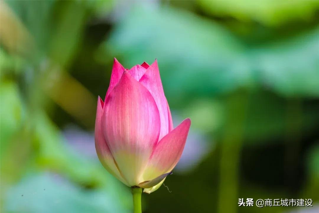 荷花池|商丘这里藏着一大片荷花田